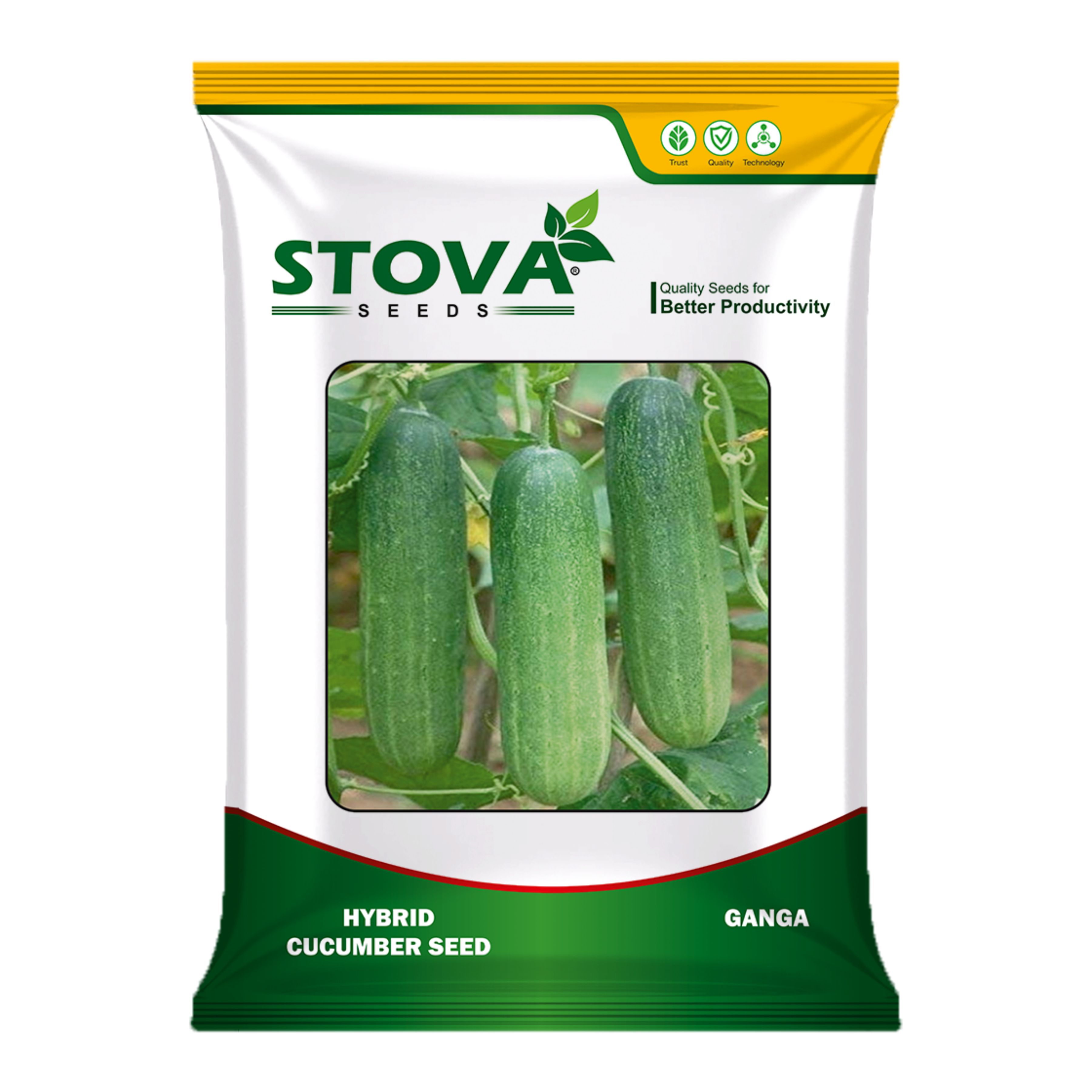 Hybrid Cucumber Ganga