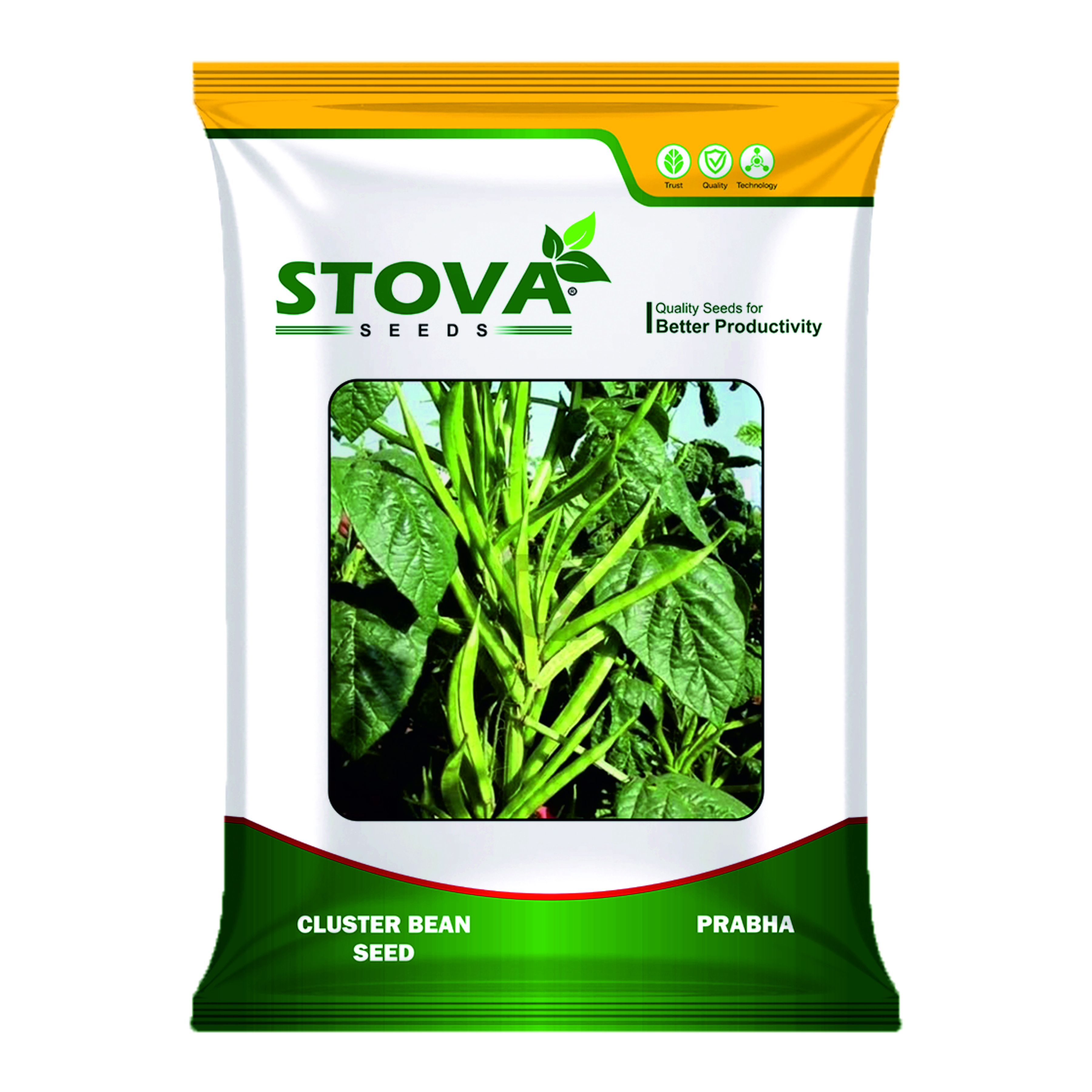 Cluster Bean Prabha